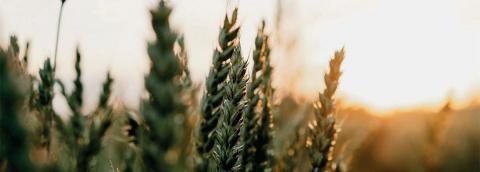 close up photo of wheat stalks in a field at sunset